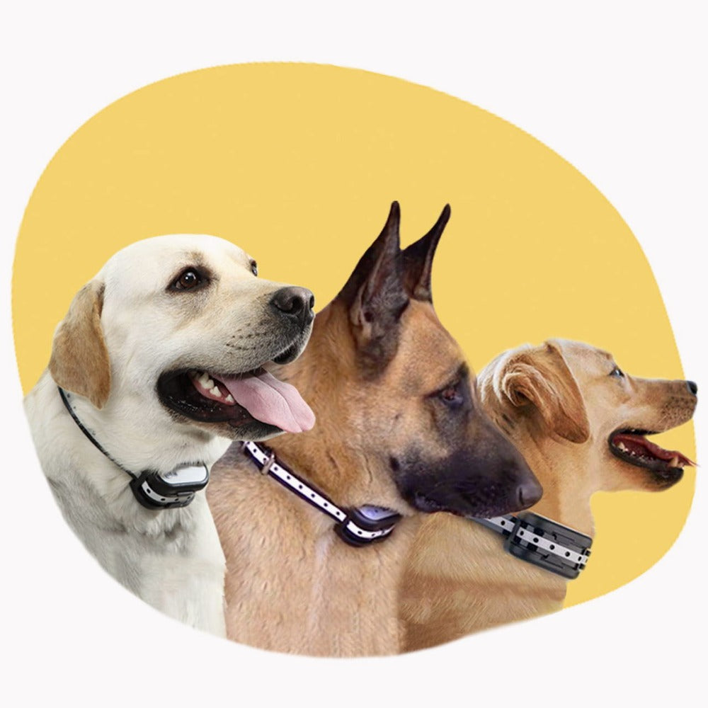 Trådløst Elektronisk Gjerde Med Krage – Sikkerhet For Hunden Din