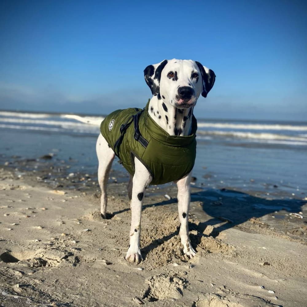 Nepremokavá bunda pre psa - Ochrana & Štýl 