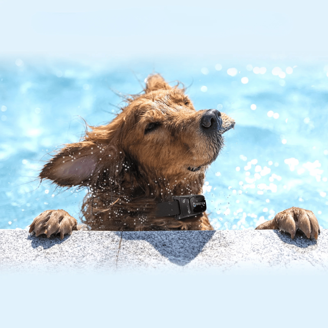 Dressurhalsbånd for hund – LED-fjernkontroll og rekkevidde 1000 m 