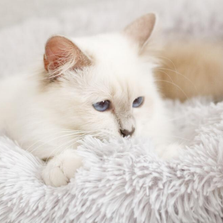 سرير مريح للقطط - فائق النعومة 